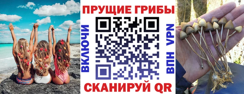 Псилоцибиновые грибы Psilocybe  Шилка 